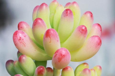 多肉不长根怎么办