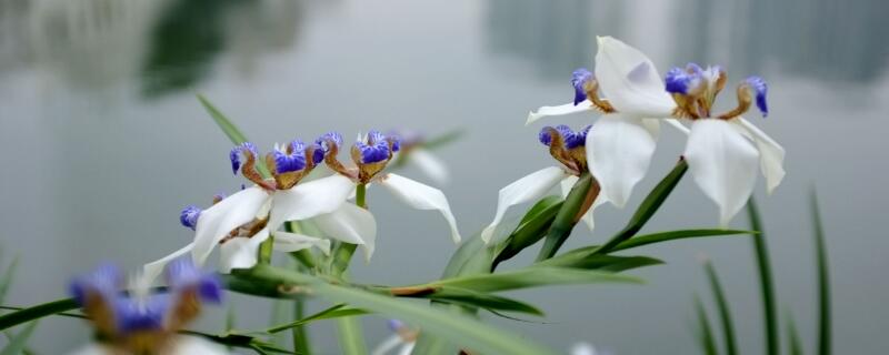 巴西鸢尾是兰花吗（巴西鸢尾是兰花吗图片）