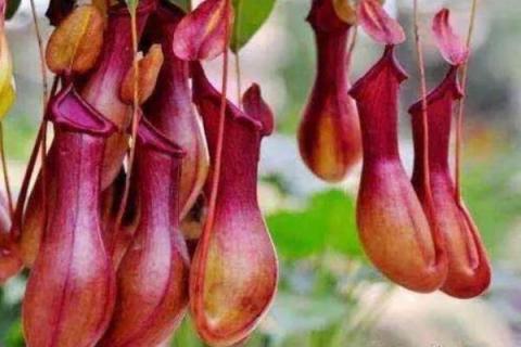 猪笼草怎么分雌雄