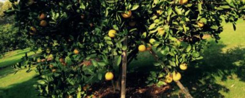 桔树烂根怎么补救 桔子树烂根怎么救治