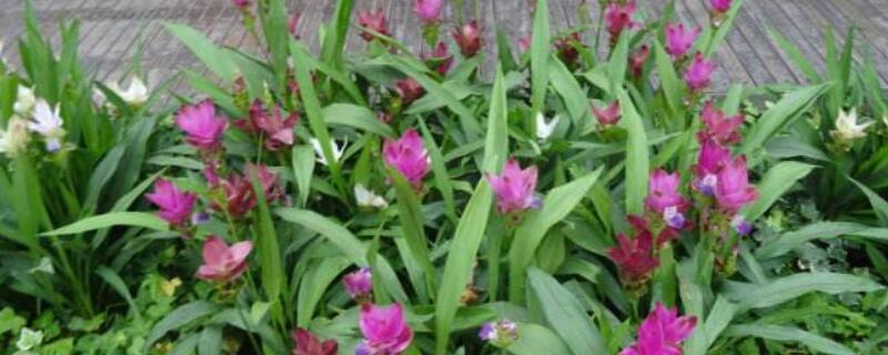 姜荷花黄叶了怎么办（姜荷花叶子发黄怎么办）