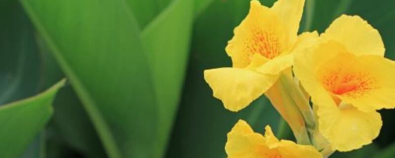 美人蕉种子如何破壳 美人蕉种子如何破壳视频