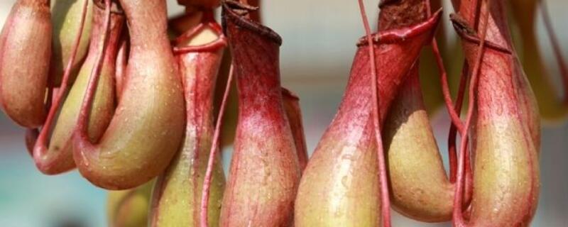 猪笼草怎么分雌雄 猪笼草怎么分雌雄图片