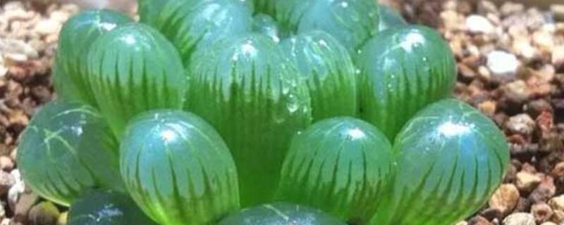 玉露烂根补救方法（玉露烂根怎么处理方法）