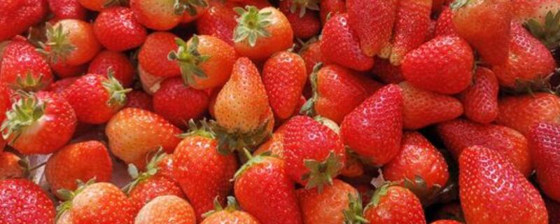 草莓怎样扦插 草莓怎么扦插