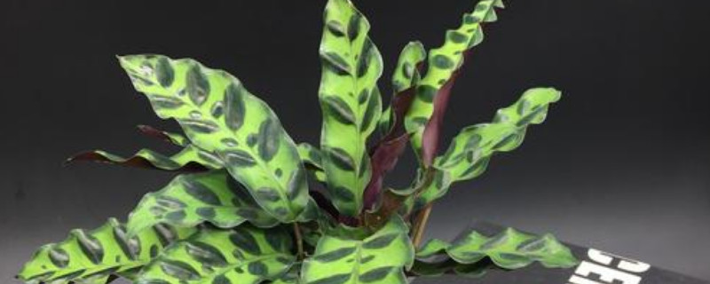 猫眼竹芋不长新芽怎么办（猫眼竹芋新芽发黄枯萎）