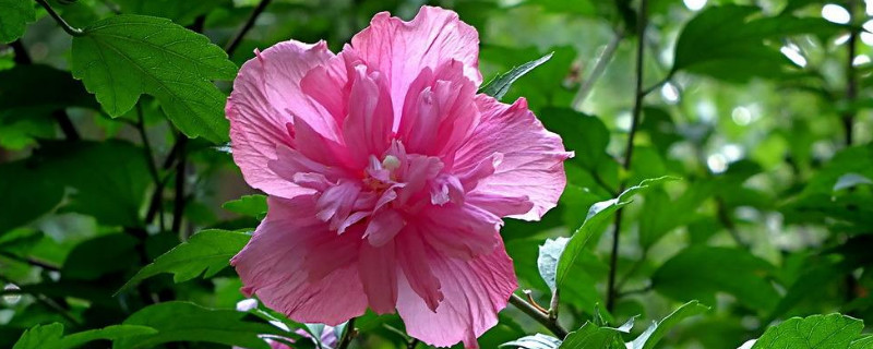 木棉花代表什么意思（木棉花代表什么意思和象征）