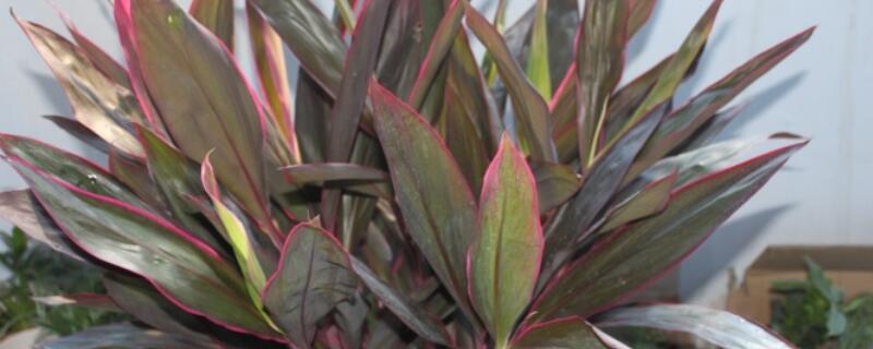 鸿运竹开花吗（鸿运竹容易养吗）