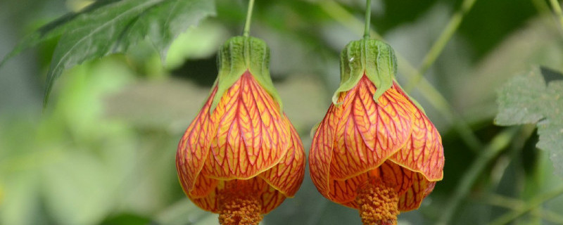 金铃花怎么修剪 金铃花怎么修剪好看