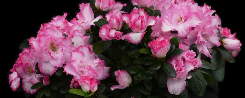 西洋鹃与杜鹃的区别 西洋杜鹃花和杜鹃花有什么区别