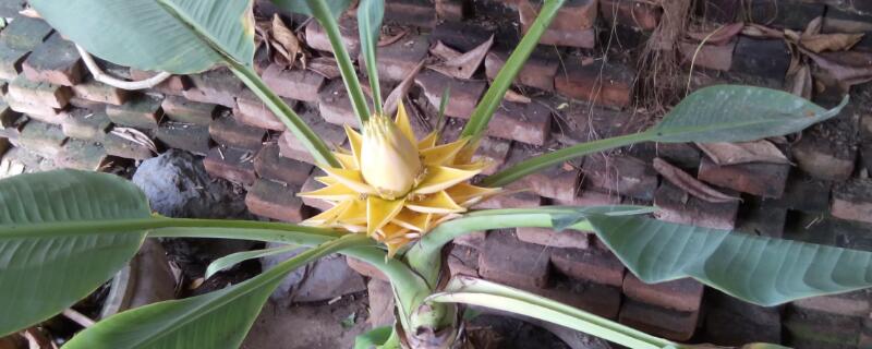 地涌金莲能否种家里（地涌金莲怎么栽）