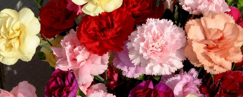 去医院看病人送什么花 病人送什么花