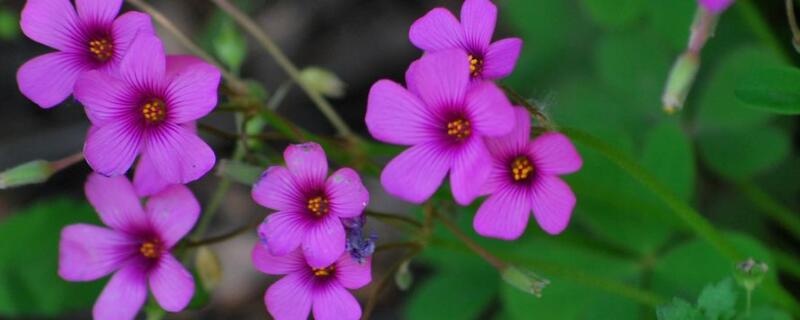 紫色三叶草怎么分盆 紫三叶草用什么盆栽