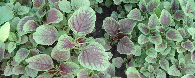 马齿苋和马苋菜一样吗 马齿苋和马苋菜一样吗能吃吗