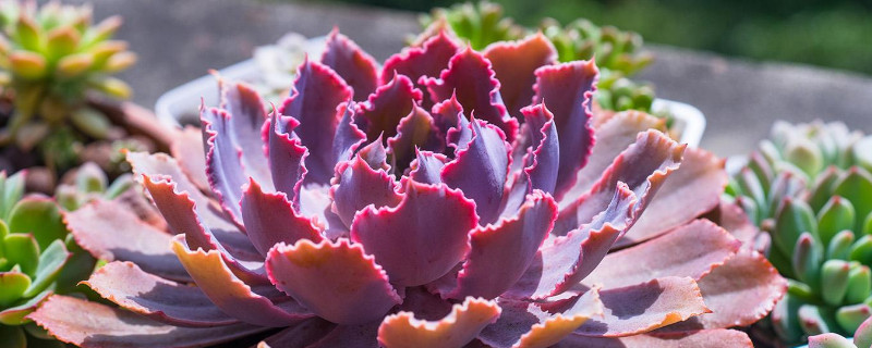 祗园之舞和晚霞之舞的区别 祗园之舞和晚霞之舞的区别是什么