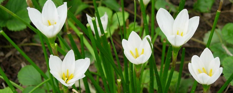 葱兰不长叶子怎么回事 葱兰不长是什么原因