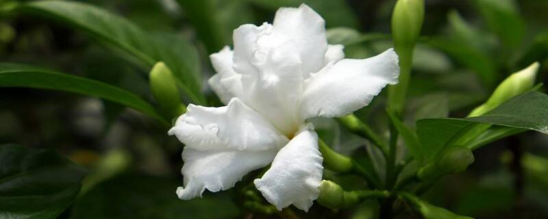 狗牙花和假狗牙花区别 狗牙花和假狗牙花区别图片