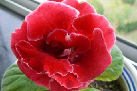 大岩桐小苗移栽