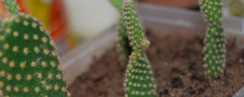 黄毛掌怎么移盆 黄毛掌怎么移盆换土