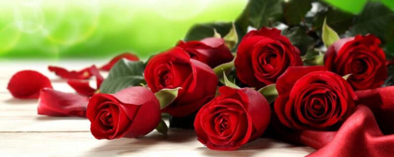 情侣送什么花（刚在一起的情侣送什么花）