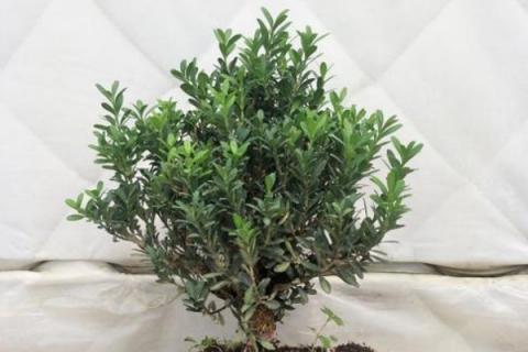 米叶黄杨和雀舌黄杨的区别