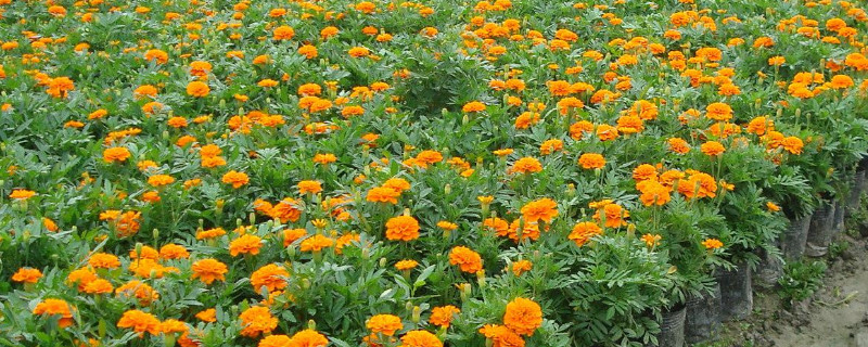 孔雀草怎么修剪（孔雀草怎么修剪好看）