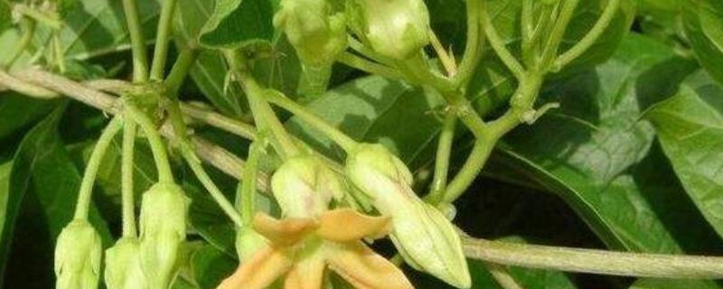 菜用夜香花栽培技术 菜用夜香花种植技术