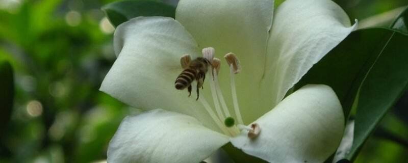 灰莉的根有毒吗 灰莉根系发达吗