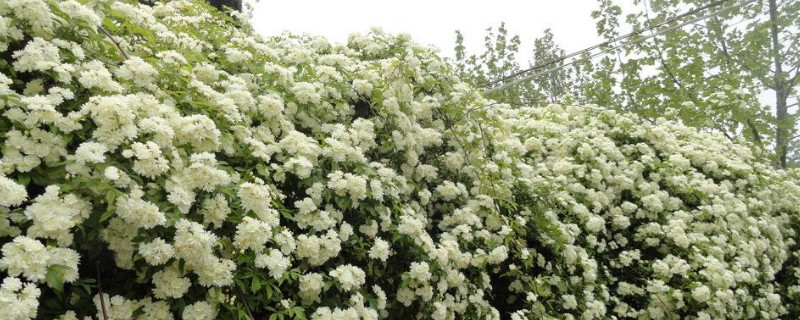 木香花怎么搭架 木香花怎么搭架好看