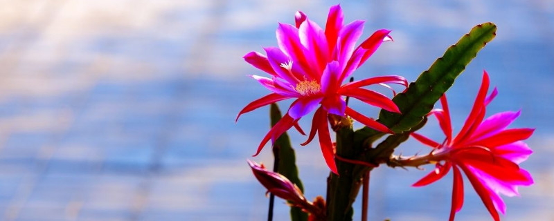 令箭荷花用高盆还是小盆栽好 令箭荷花用大盆好还是小盆好