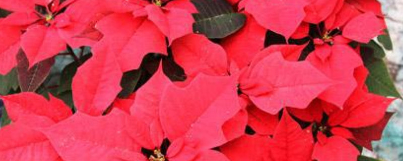 老来俏花有毒吗 老来俏花有毒吗?