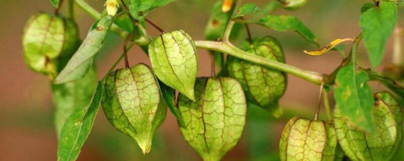 灯笼草和灯笼果的区别 灯笼草和灯笼果的区别是什么