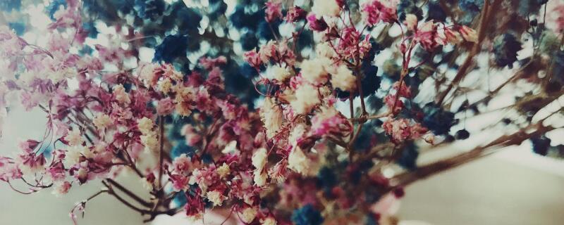 满天星怎么保存（满天星怎么保存时间长）