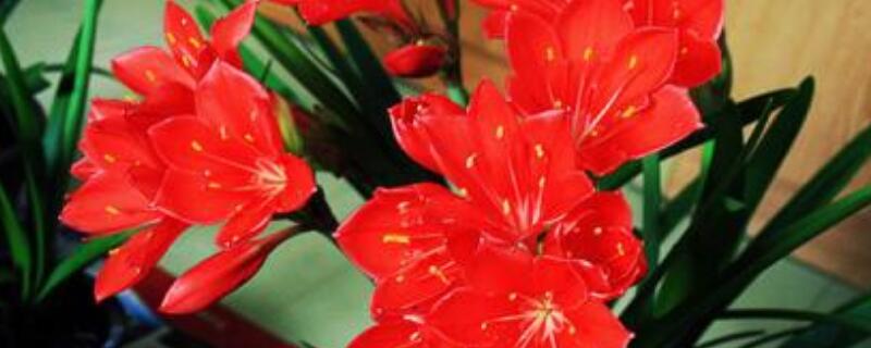 紫根兰怎么换盆 紫根兰怎么换盆视频