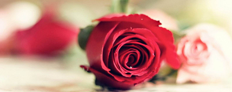 玫瑰花苞怎么养开(盆栽玫瑰花苞怎么养开)