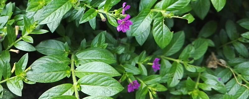 萼距花和满天星的区别（萼距花跟满天星有什么区别吗）