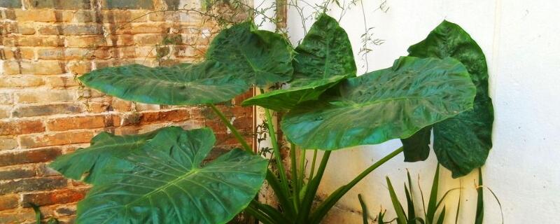 大野芋有毒吗（大野芋有毒吗能吃吗）