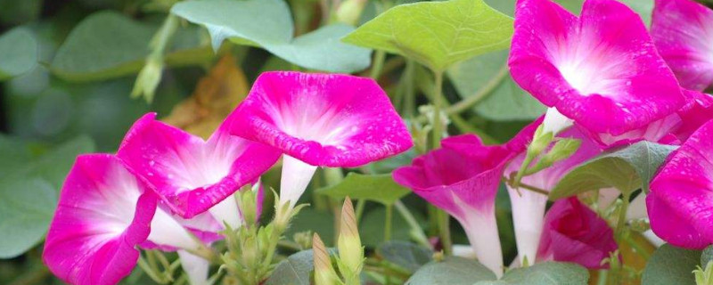 矮牵牛怎么育苗 矮牵牛育苗技术要点