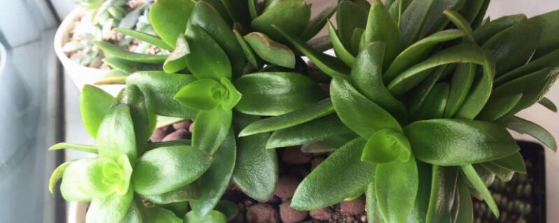 徒长枝怎么识别（什么叫徒长枝条）