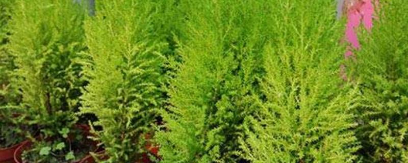 香松植物怎么繁殖（香松怎样繁殖）