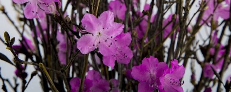 干枝杜鹃是一次性的么（干枝杜鹃只开一次花吗）