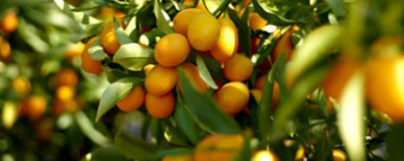金桔树干枝是怎么回事（金桔树干枝怎么办）