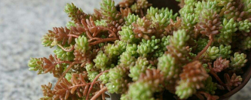 薄雪万年草怎么修剪（薄雪万年草怎么修剪造型）