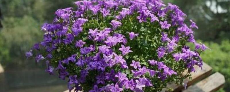 丹麦风铃草的繁殖 丹麦风铃草的繁殖方式