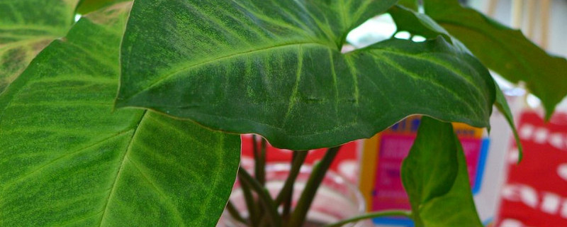 万年青怎么重新生根（万年青断了还能生根吗）