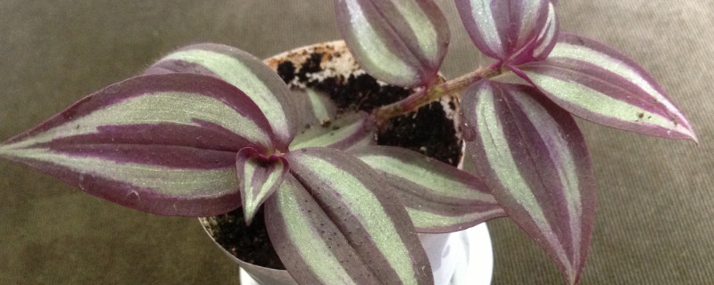 紫色吊兰如何摘心 吊兰摘心会长得更好吗