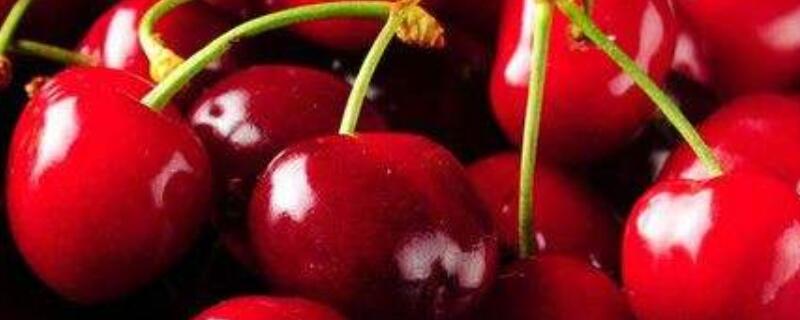 佳红和雷尼樱桃区别（佳红和雷尼樱桃区别在哪）