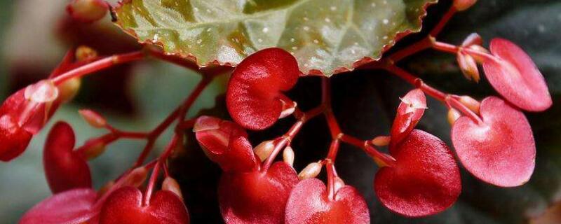 竹节海棠如何换盆（竹节海棠如何换盆视频）