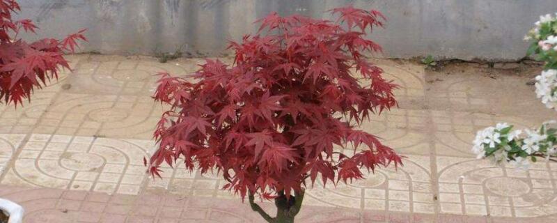哪种红枫四季都红 什么红枫一年四季都红?