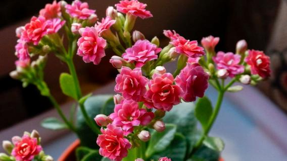 适合过年养的花